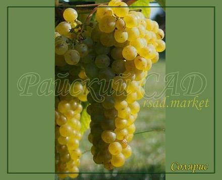 Виноград СОЛЯРИС (SOLARIS)