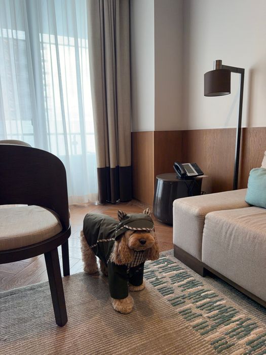 ТРЕНЧ САВЬЕ ДЛЯ СОБАК ХАКИ