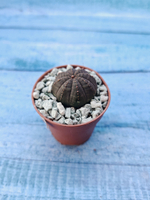 Суккулент Euphorbia Obesa (Эуфорбия)