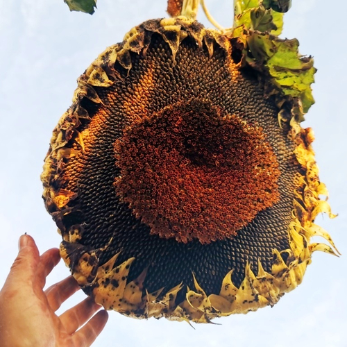 Семена с РЕКОРДНОГО Серого Кардинала Подсолнечника - Gray Cardinal Sunflower