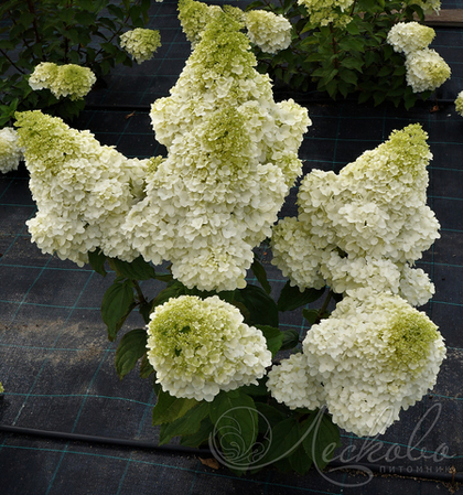 Гортензия метельчатая Magical Moonlight