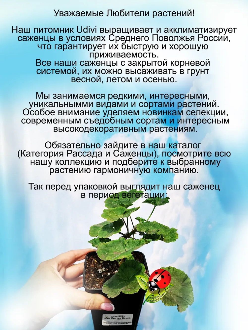 Пеларгония ЛиА Пируэт Дропс махровая