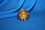 Ципрея стеркорария (Cypraea stercoraria)