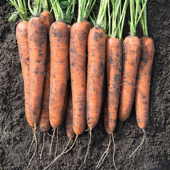 Норвегия F1 семена моркови нантской (Bejo / ALEXAGRO) культура – фото 1