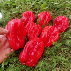 Креольская Чилтома Сладкий Перец для Сальсы