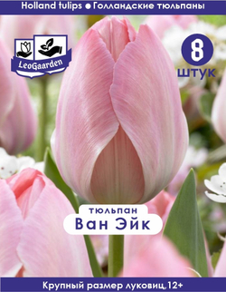 Тюльпан Луковица цветов, Ван Эйк 8шт, разбор 12+ крупные