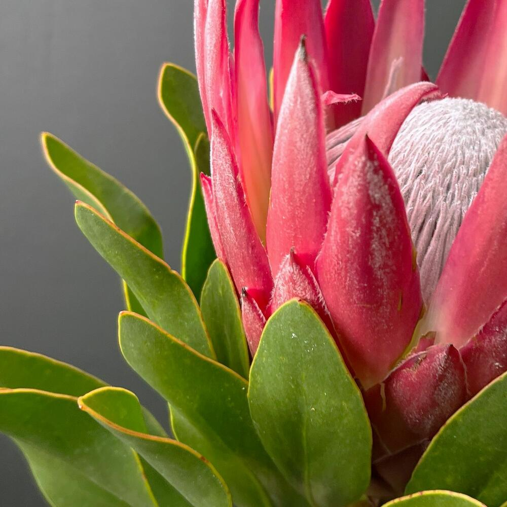 Королевская Протея 1 шт с атласной лентой