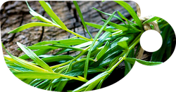 Puer Hookah - Mountain Tarragon (100г)