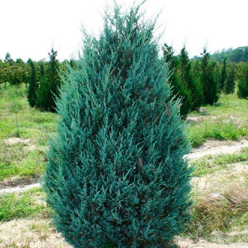 Можжевельник скальный Мунглоу (ком) 140-160