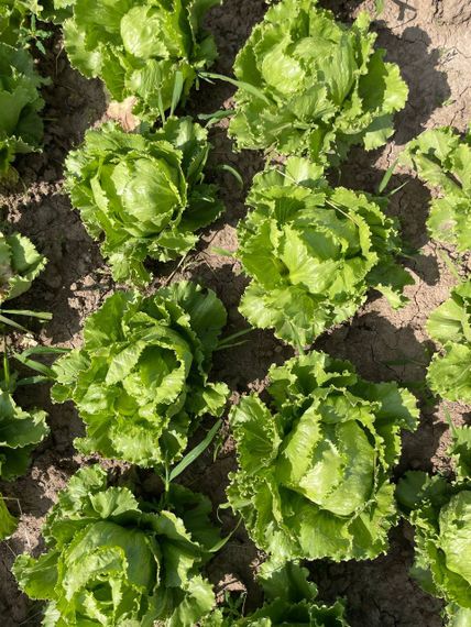 Платинас семена салата айсберг Rijk Zwaan-Райк Цваан описание