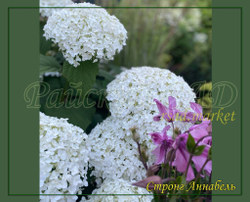Гортензия древовидная Стронг Аннабель (Hydrangea arborescens `Strong Annabelle`)