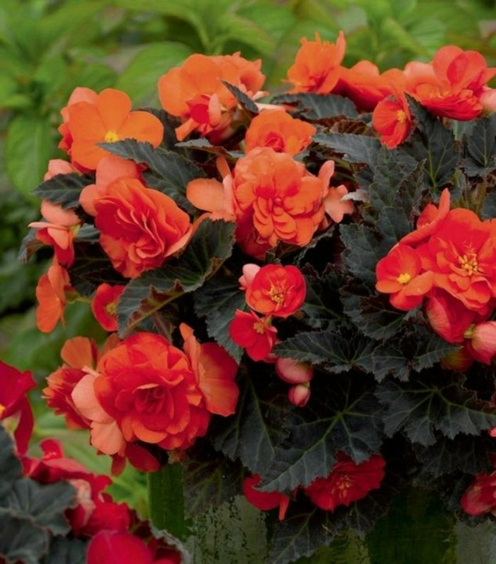 Бегония Multiflora Maxima Scarlet