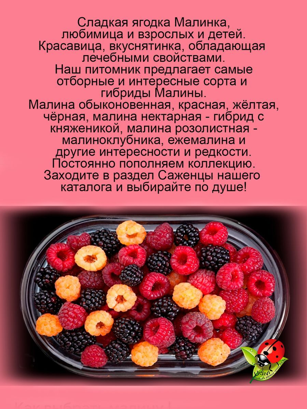Ежемалина Бойсенберри малиново ежевичный гибрид