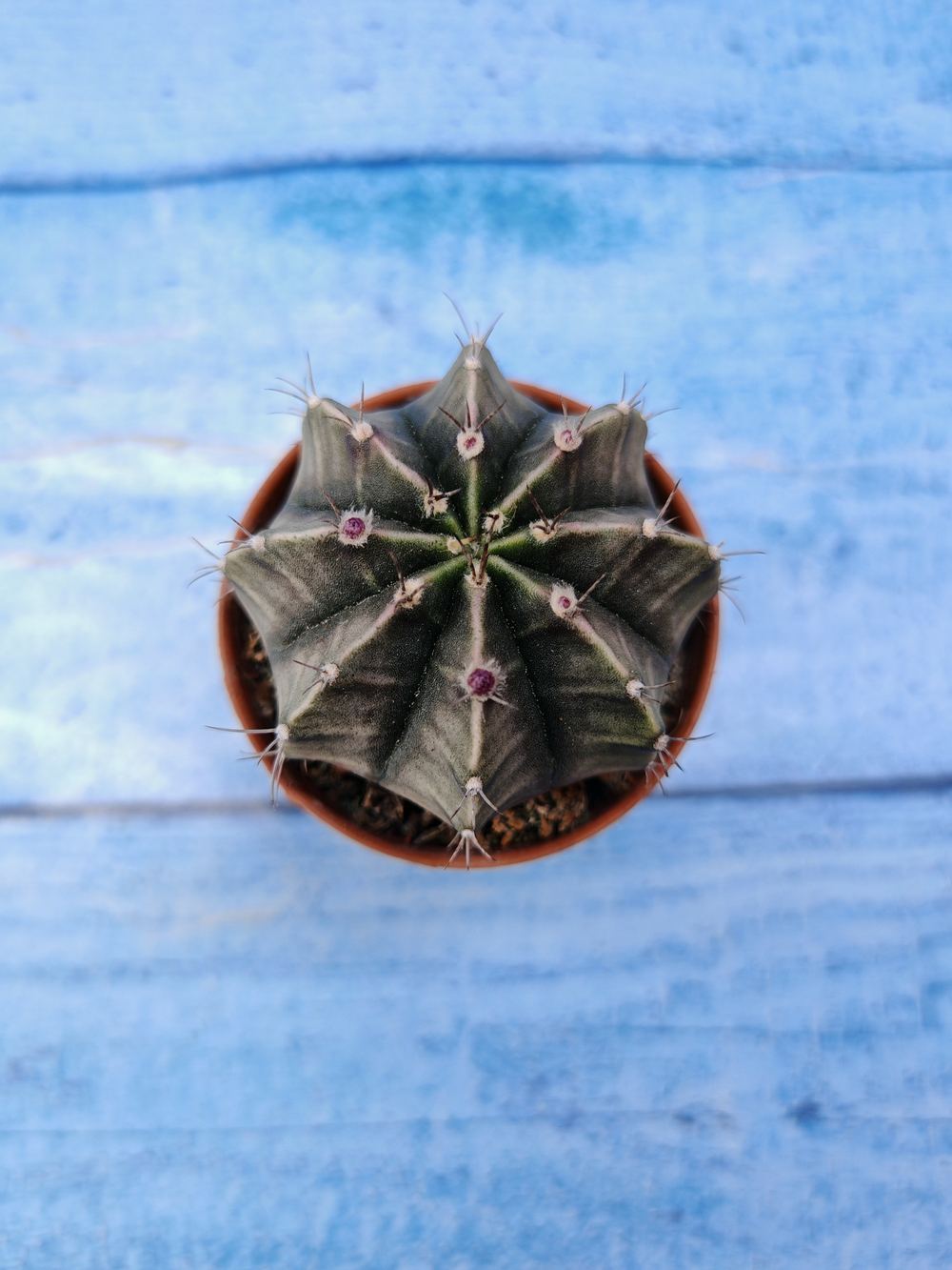 Gymnocalycium Friedrichii (Гимнокалициум)