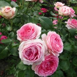 Джехим Дю Белле (Joachim Du Bellay)