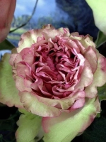 Роза пионовидная Лов Ми Тендер