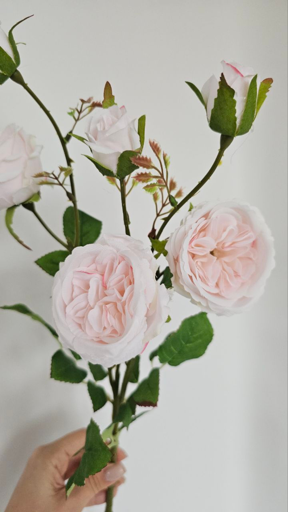 Роза пионовидная / Арт 2363