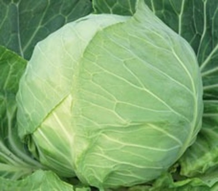 Капуста б/к Килагрег F1 10шт Гавриш