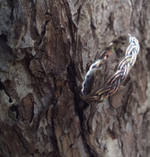 Кольцо ВЯЗЬ-2, серебро