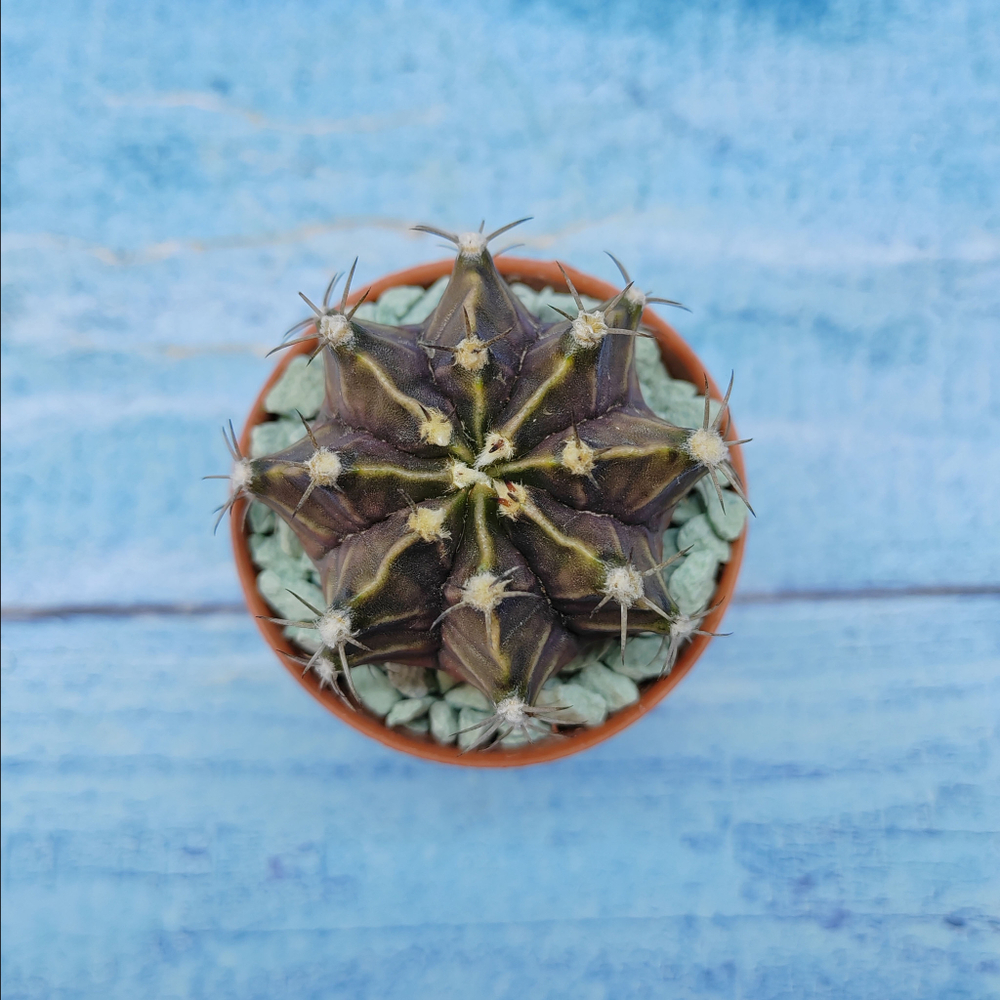 Gymnocalycium Friedrichii (Гимнокалициум)