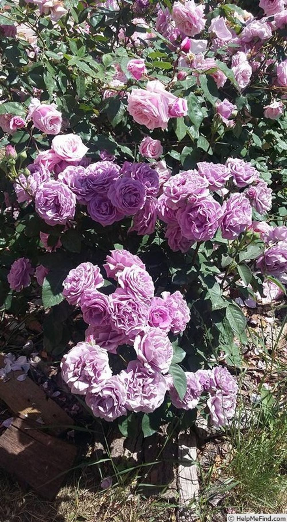 Терра Лимбургия (Terra Limburgia)