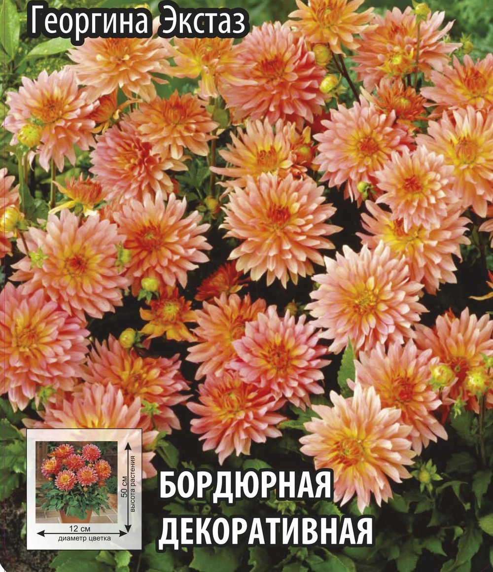 Георгина Экстаз