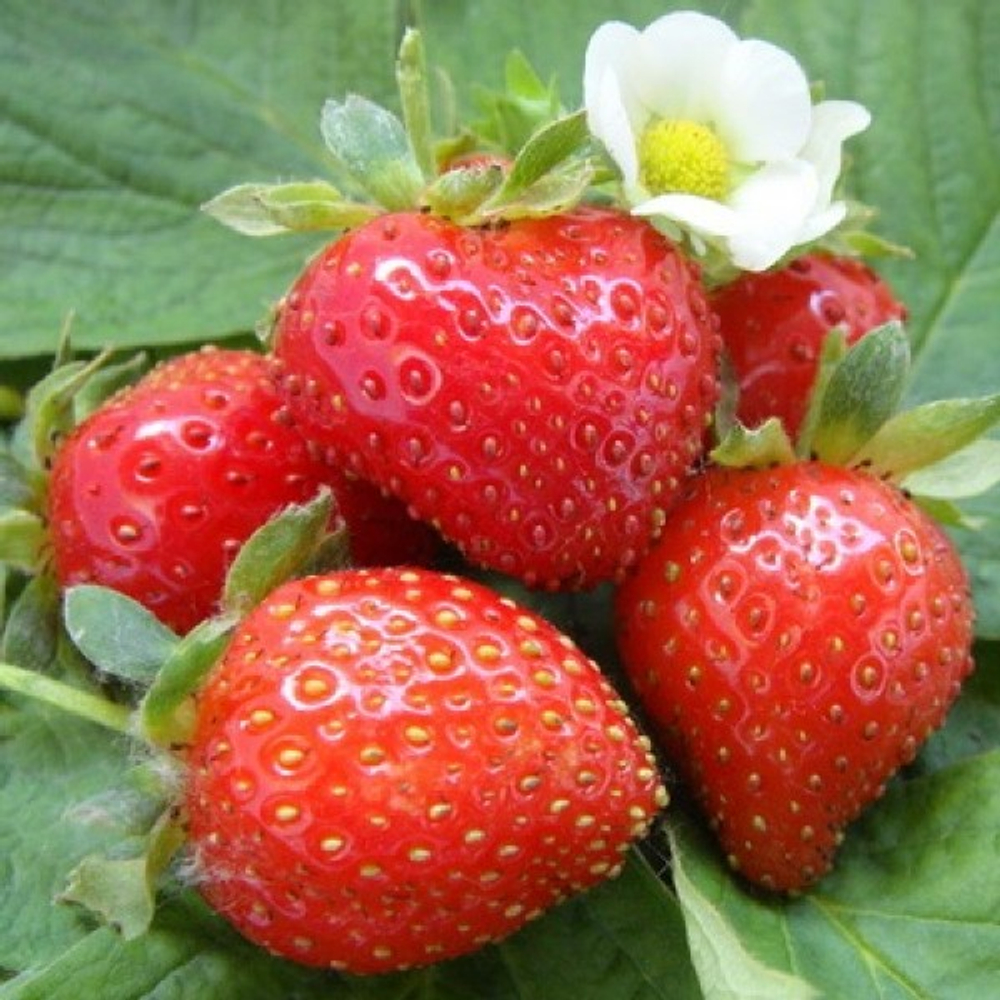 Земляника Эви ремонтантная