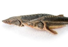 Осетр замороженный~4кг