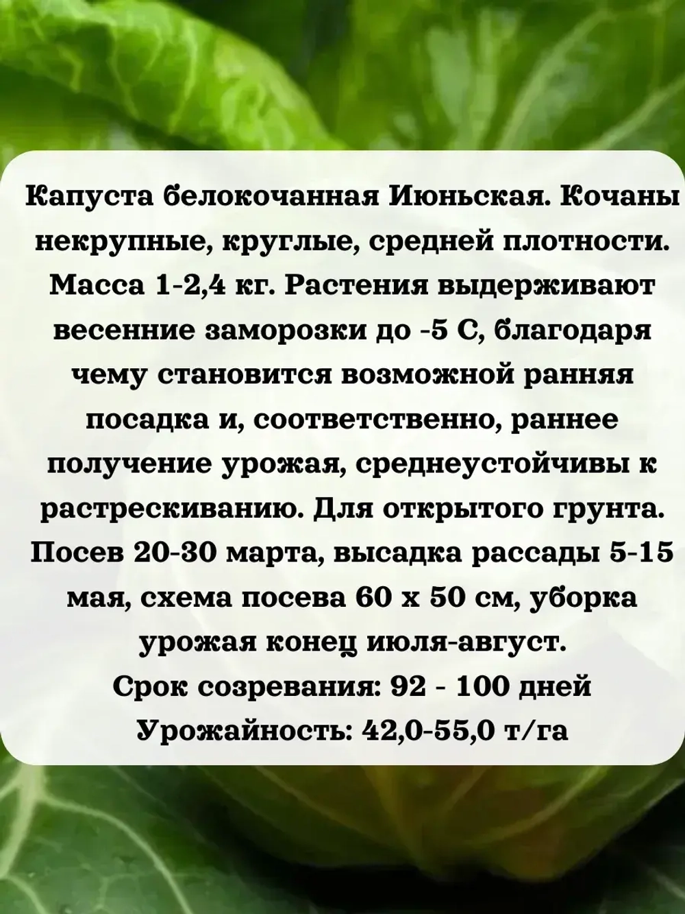 Семена капуста набор для хранения и квашения 3 шт(В,Т,И)