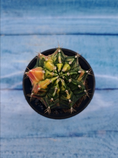 Gymnocalycium Variegata (Гимнокалициум Вариегатный)