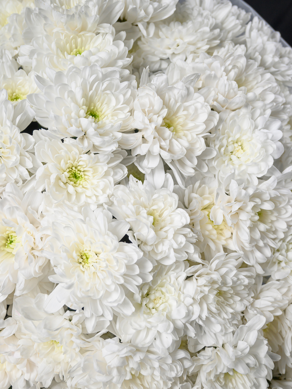 Моно букет из 15 хризантем