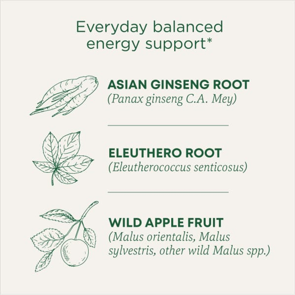 Traditional Medicinals, Organic Stress Ease® Focus, женьшень, дикое яблоко и мята, без кофеина, 16 чайных пакетиков в упаковке, 28 г (0,99 унции)