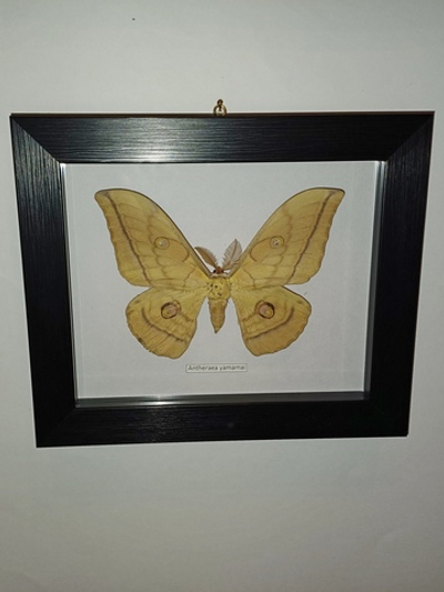 Бабочка Сатурния Antheraea yamamai в рамке