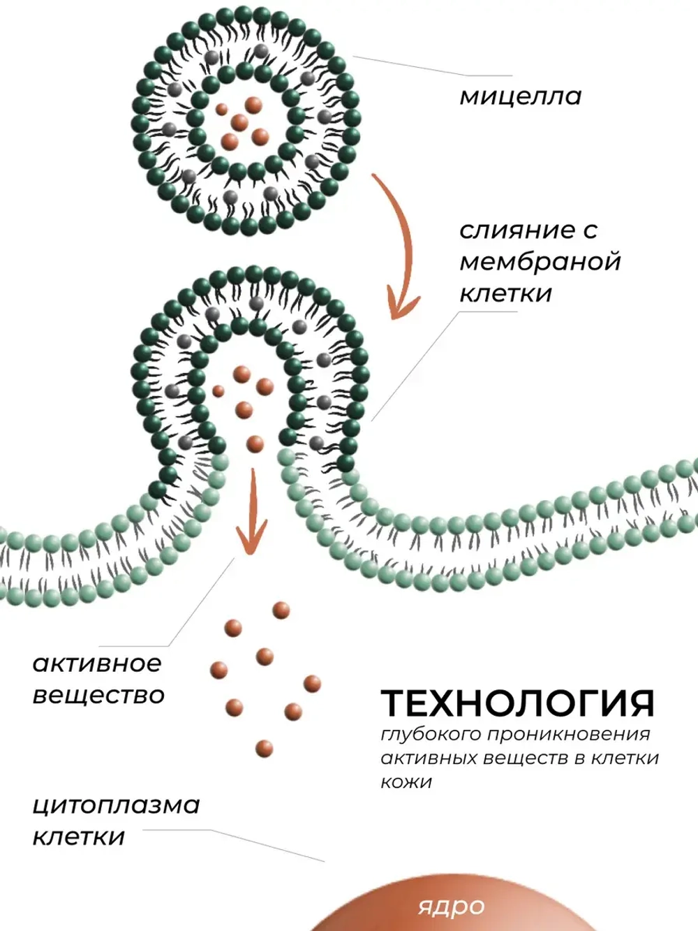 Ночная мультимаска с аминокислотами