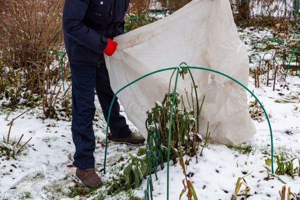 Январская оттепель в Сибири: 5 полезных дел для вашего сада
