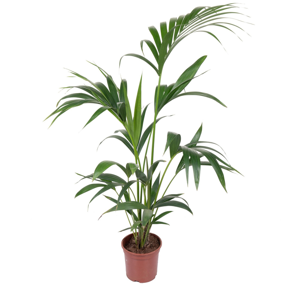 Пальма Ховея Форстериана