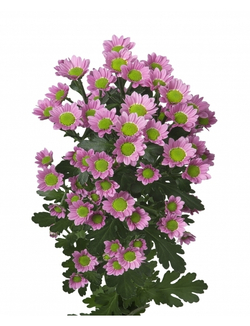 Madiba Tanga Pink (NL)