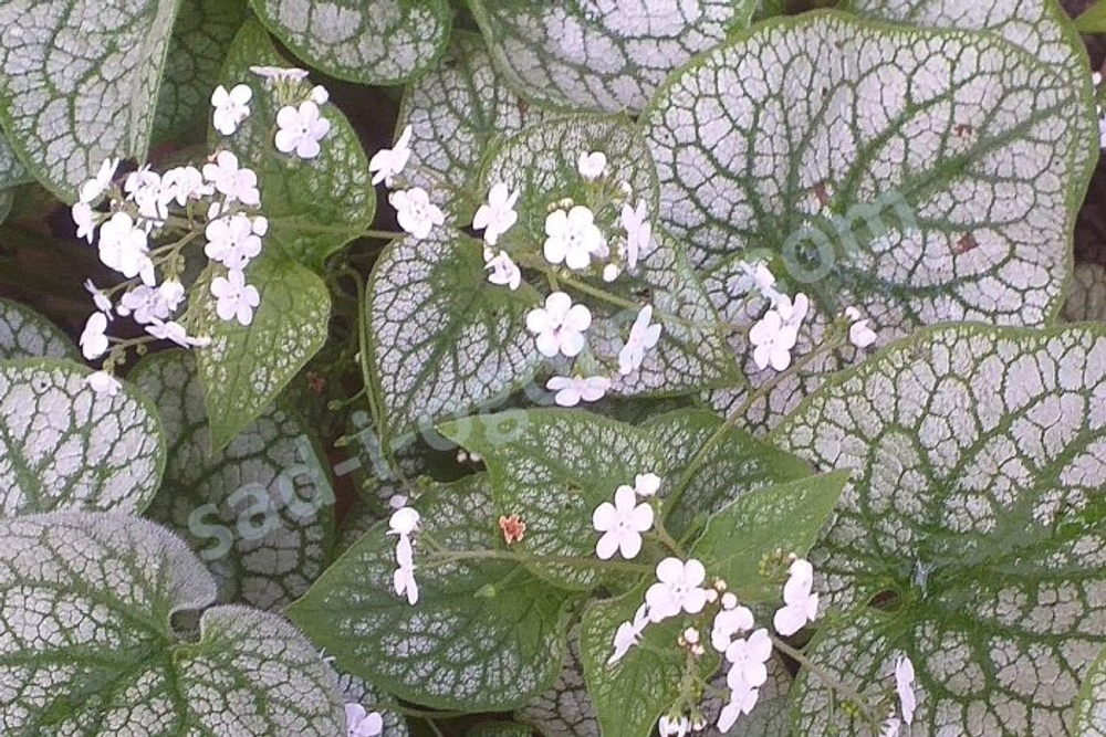 Бруннера крупнолистная Мистер Морзе С2