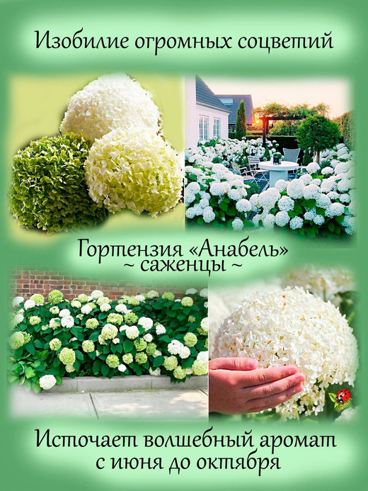 Гортензия Анабель древовидная белая