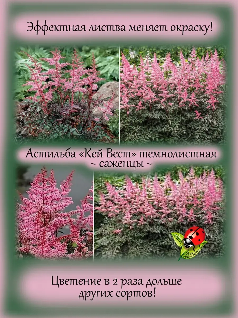 Астильба Кей Вест темнолистная
