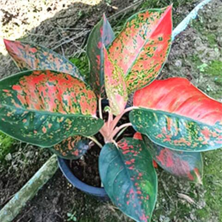 Аглаонема COCHIN BERRY RED SPOT