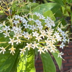 Тарена Валлиха – Tarenna Wallichii