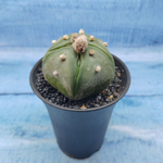 Astrophytum Asterias (Астрофитум)