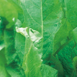 Бельвильский семена щавеля (Enza Zaden / Энза Заден)