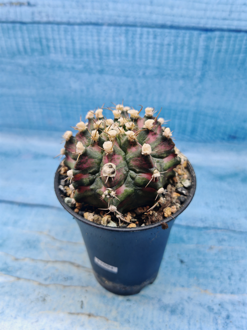 Gymnocalycium T-Rex Pink hybrid (Гимнокалициум T-rex)