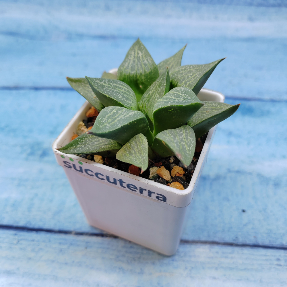 Haworthia Comptoniana Hybride hybrid (Хавортия)