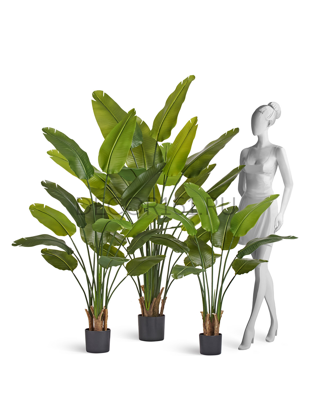 Стрелиция New Style зелёная в-180 см (20 листов) (Sensitive Botanic) UV-защитой 2/2 10.072436N/UVG
