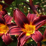 Лилейник гибридный Блэк Принс С2