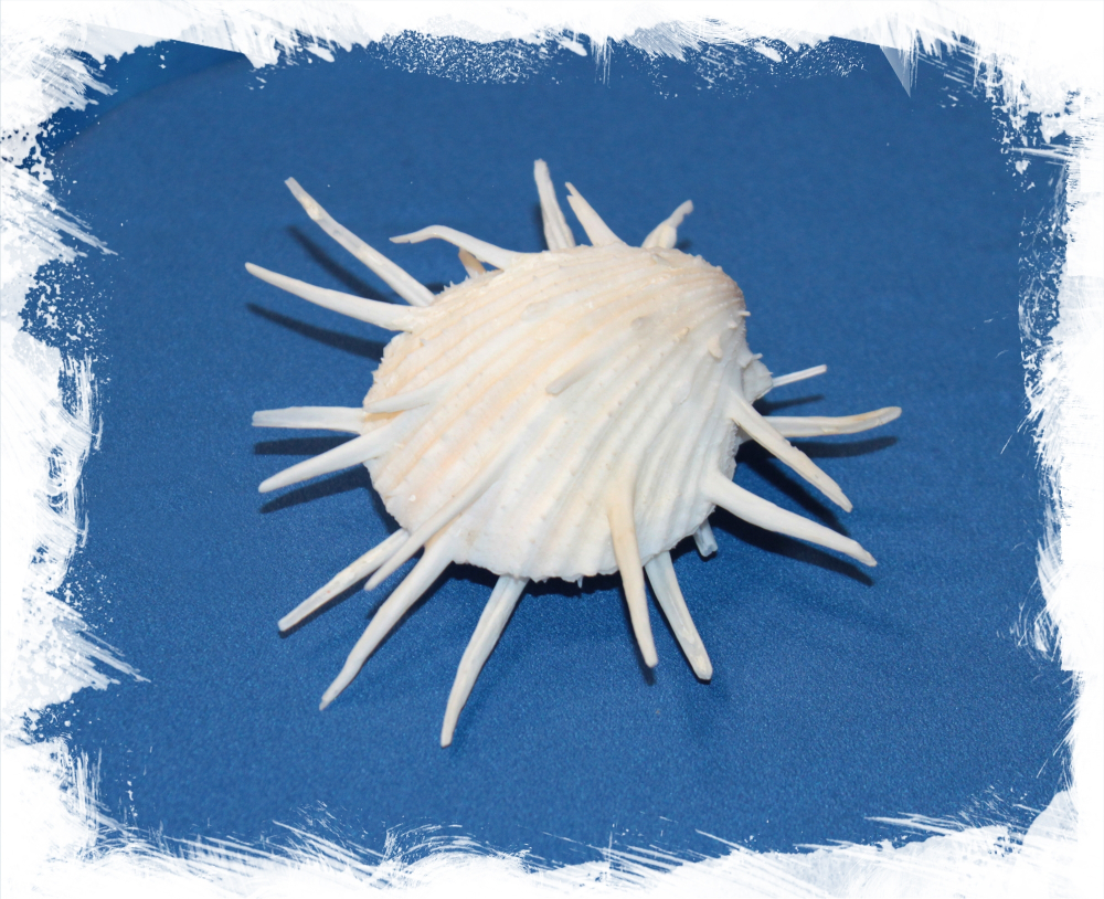 Ракушка Императорского спондилюса