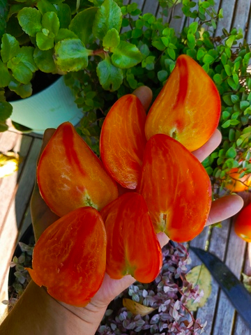 Есыкский Кристалл сорт томата